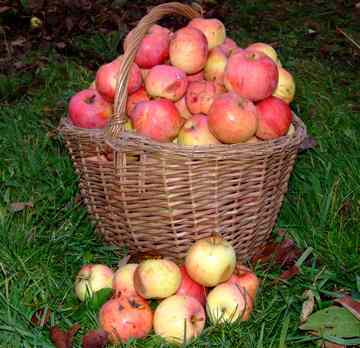 Сорта летних яблок