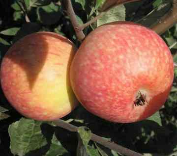 Сорт яблони - Красное раннее